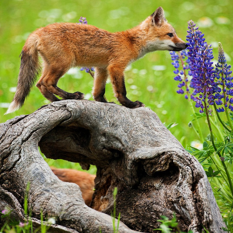 Lupine Perennial Seeds (Lupinus perennis)