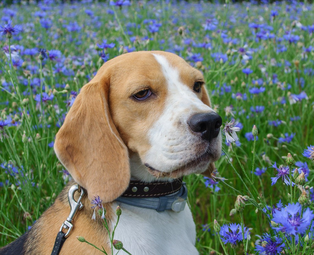 Pet Friendly Wildflower Seed Mix