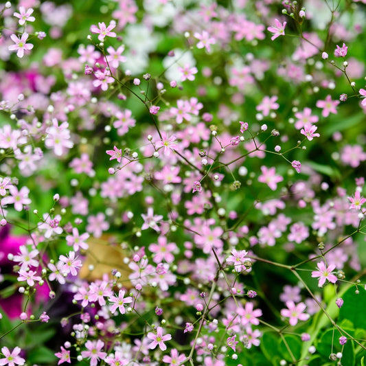 Annual Baby's Breath Pink Seeds
