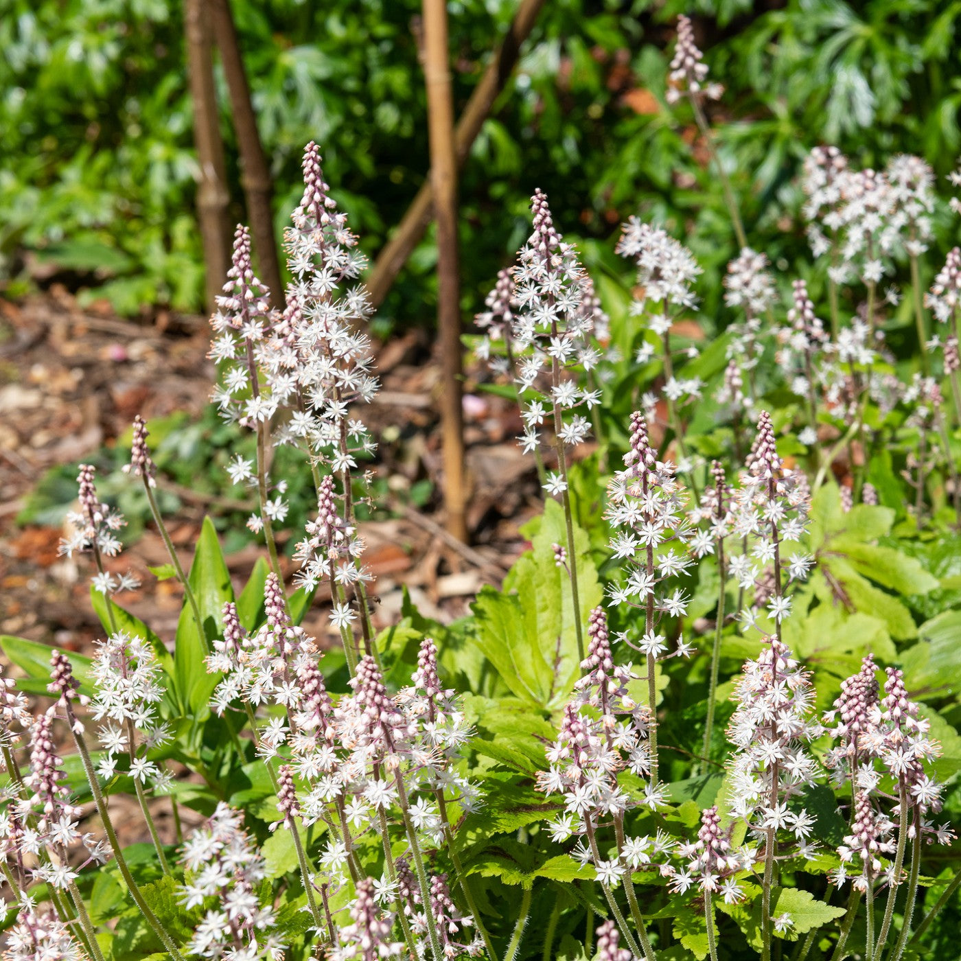 Foamflower Seeds (Tiarella cordifolia)