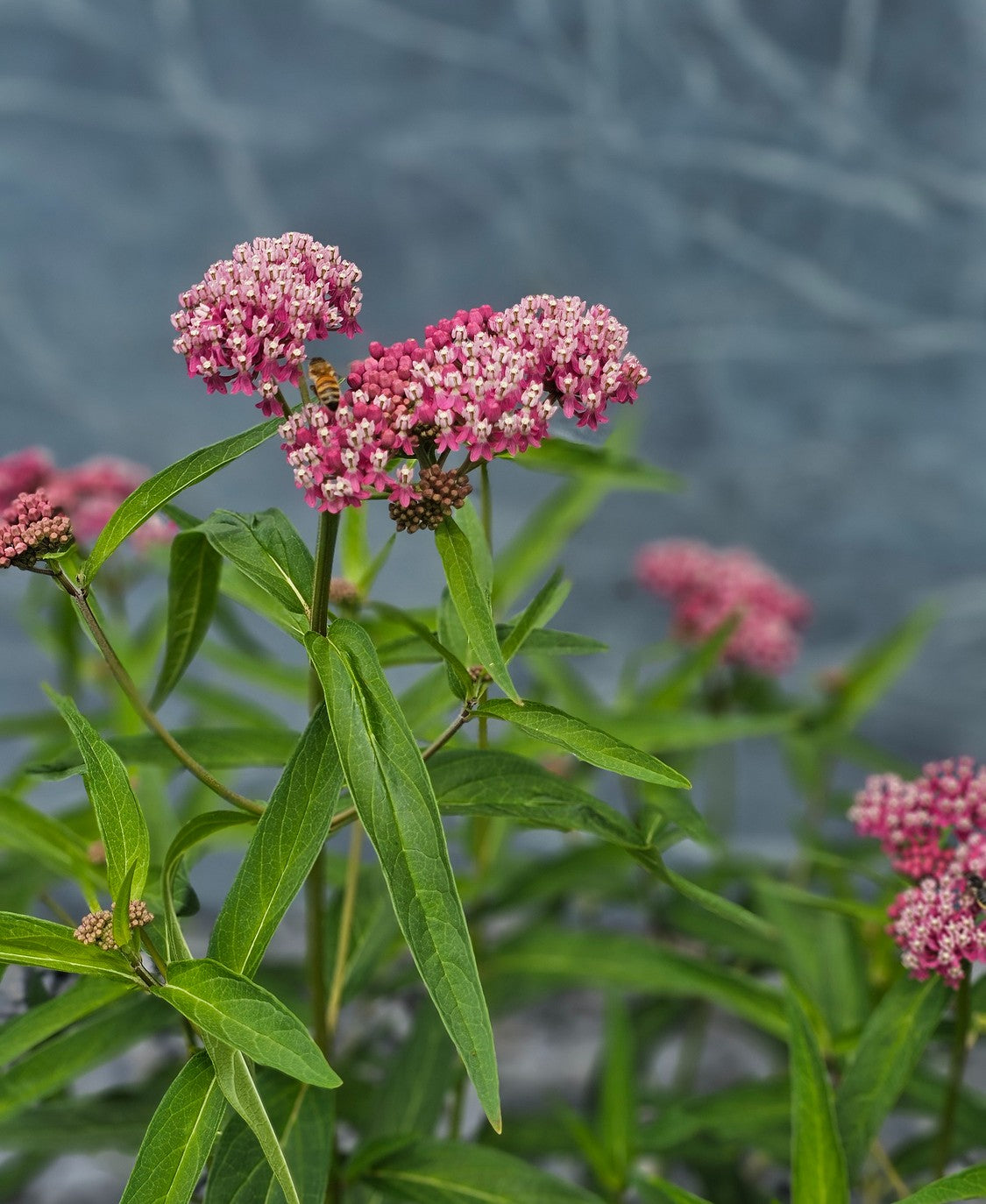 wetland flower seeds Wet Meadow Wildflower And Grass Seed Mix