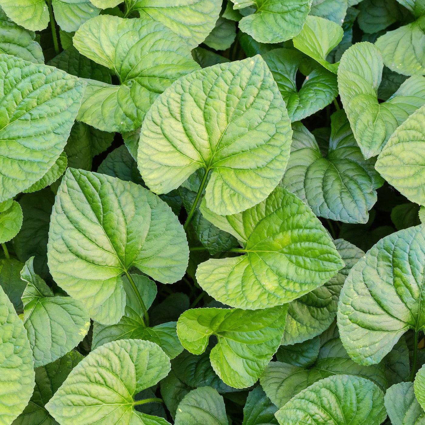 Wild Ginger Seeds (Asarum canadense)