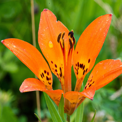 where are the seeds in a lily flower Wood Lily Seeds (Lilium philadelphicum)