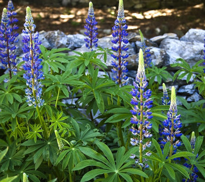 perennial wildflower seed mix ontario Native Perennial Wildflower Seed Mix – Vermont Wildflower Farm