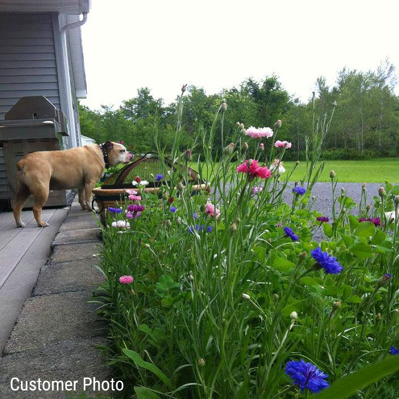 Pet Friendly Wildflower Seed Mix