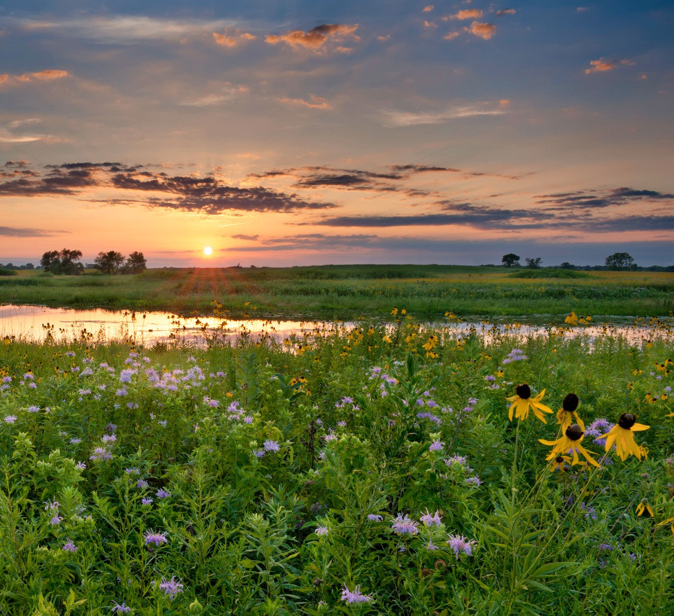 vermont native wildflower seeds Native Moist Area Wildflower Seed Mix – Vermont Wildflower Farm