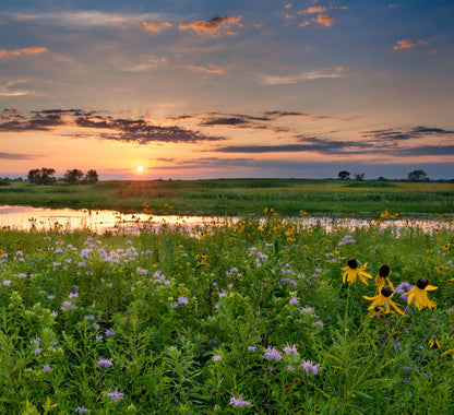 Native Pond/Water Edge Wildflower and Grass Seed Mix