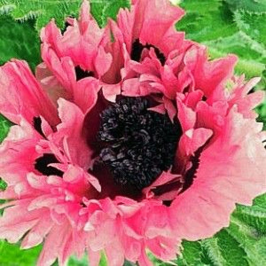 Oriental Poppy 'Pink Perfection'