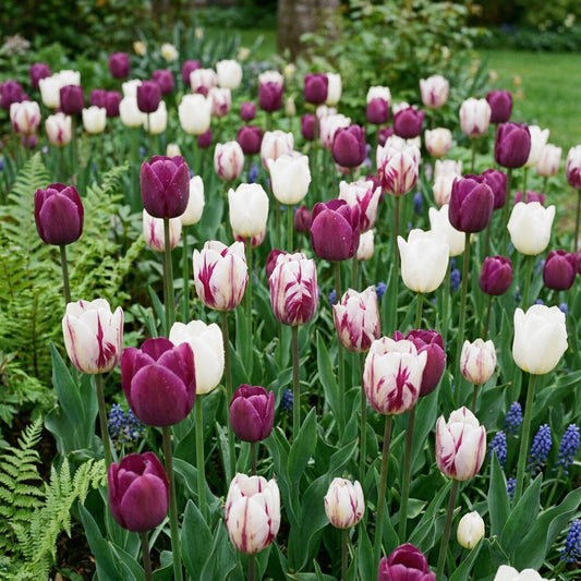 Tulip Purple Blend