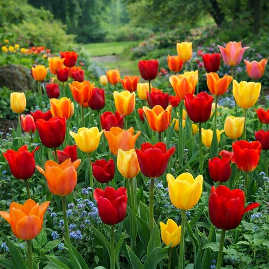 Tulip Spring Essentials Blend