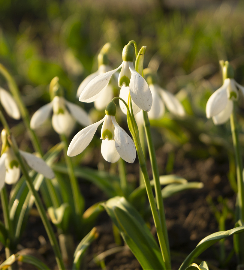 What Color Is Snowdrop