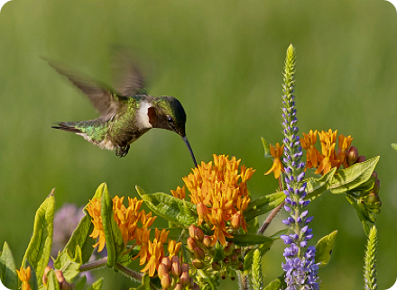 Favorite Meadow Wildflower Seed Mix