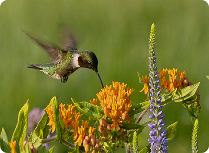 Favorite Meadow Wildflower Seed Mix