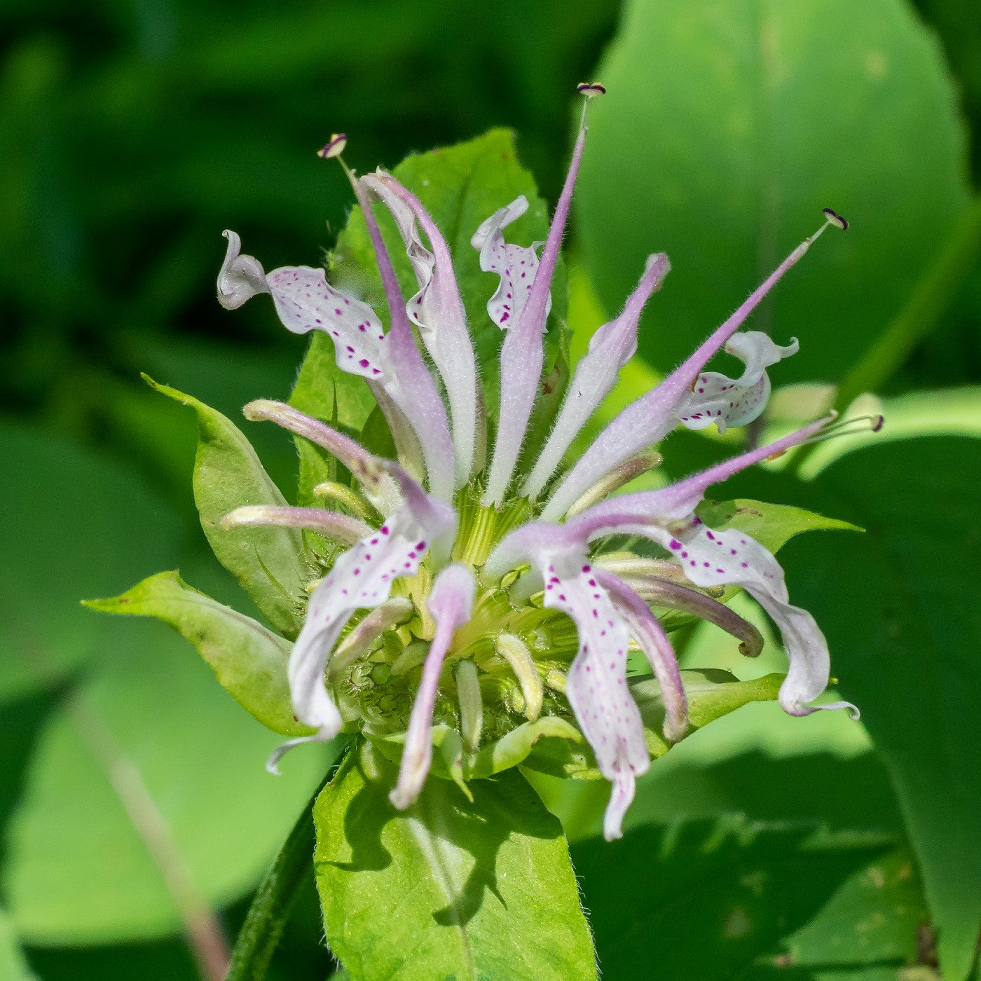 Bee Balm Bradbury's Seeds