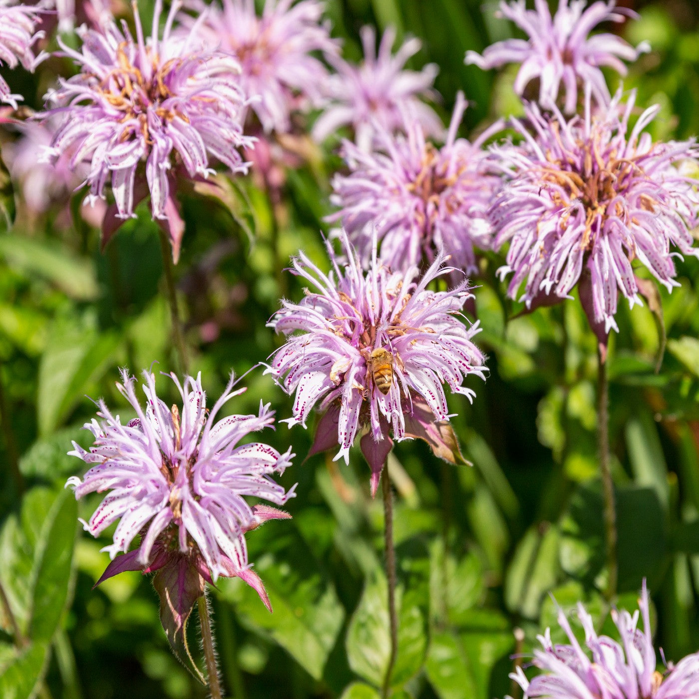 Bee Balm Bradbury's Seeds