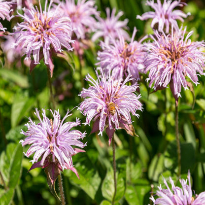 Bee Balm Bradbury's Seeds (Monarda bradburiana)