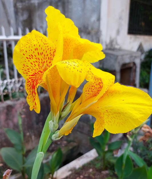 Canna Lily Richard Wallace