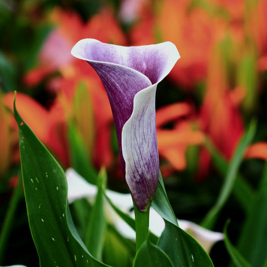 Calla Lily Da Vinci