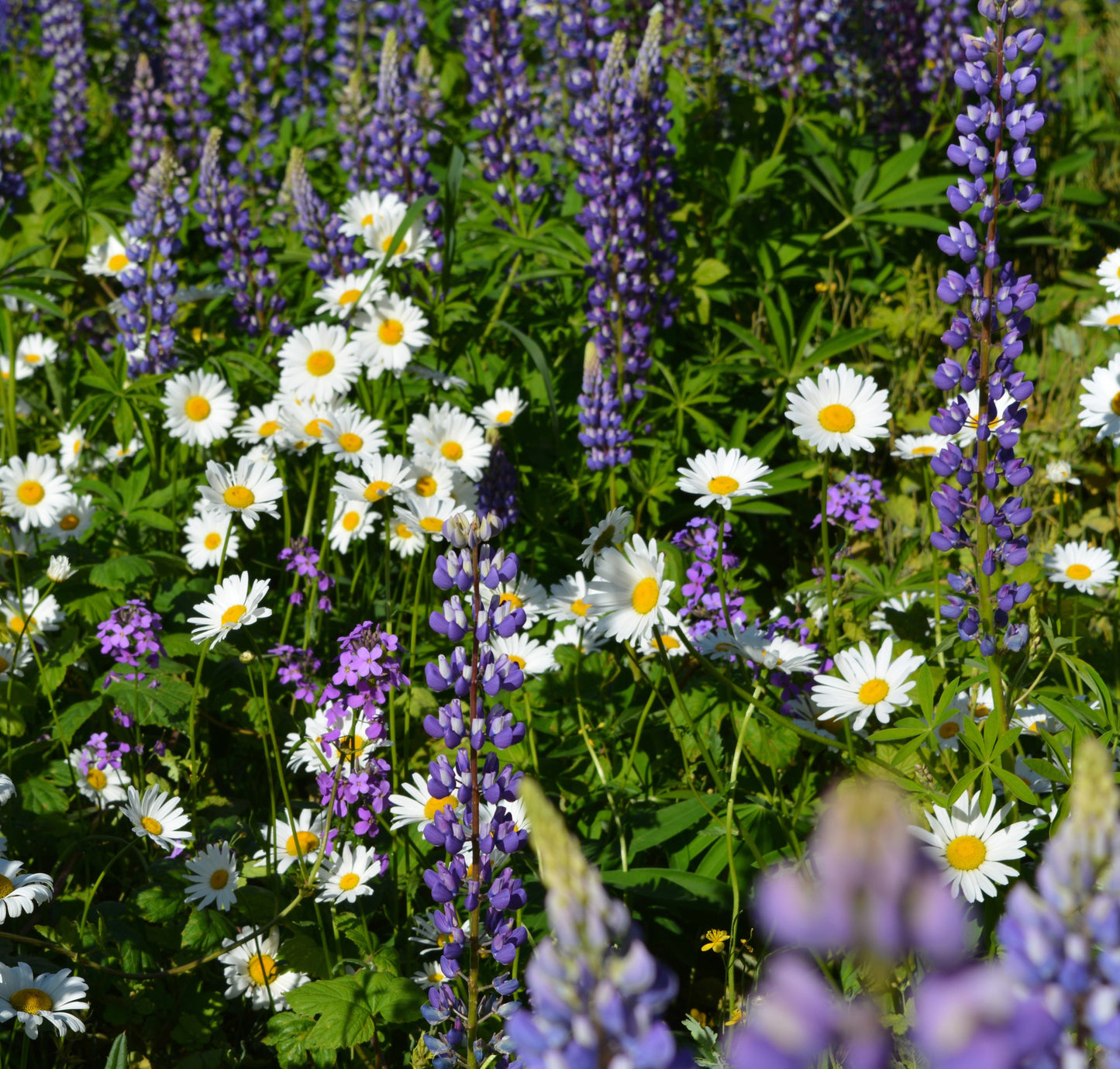 Deluxe Pollinator Wildflower Seed Mix