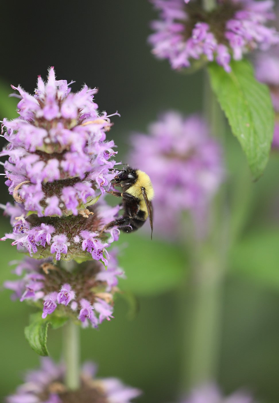 Downy Wood Mint Seeds (Blephilia ciliata)