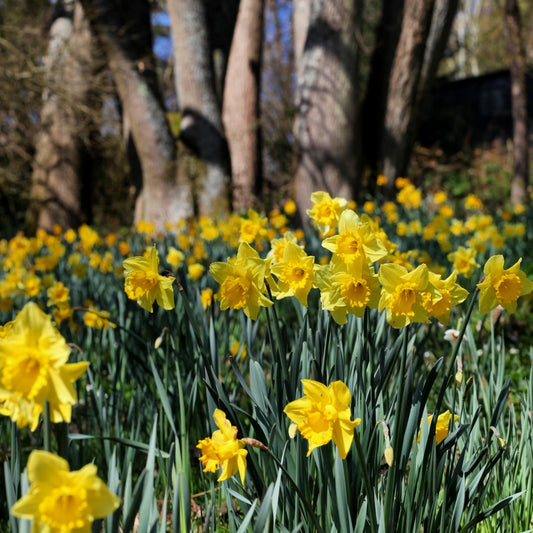 Super Value Bag - Daffodil 'Dutch Master'