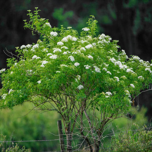 Elderberry Tree Seeds (Sambucus canadensis)