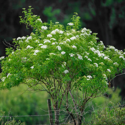 Elderberry Tree Seeds (Sambucus canadensis)