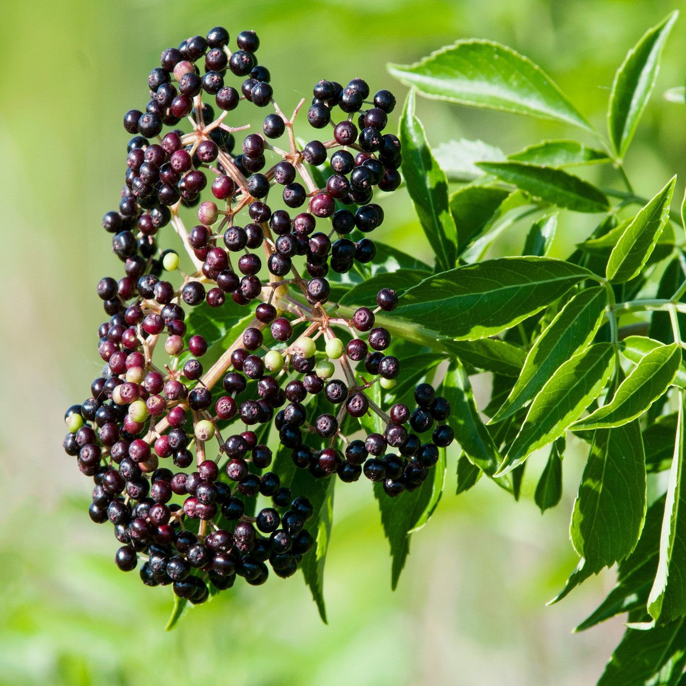 Elderberry Tree Seeds (Sambucus canadensis)