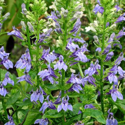 Great Blue Lobelia Seeds (Lobelia siphilitica)