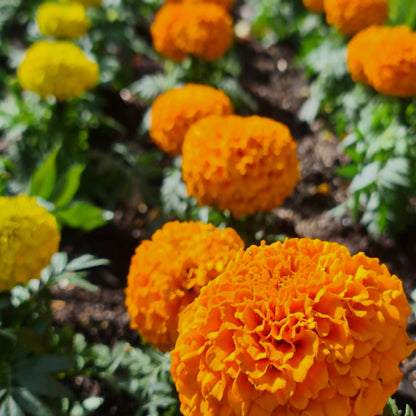 Marigold Crackerjack Mix Seeds (Tagetes erecta)