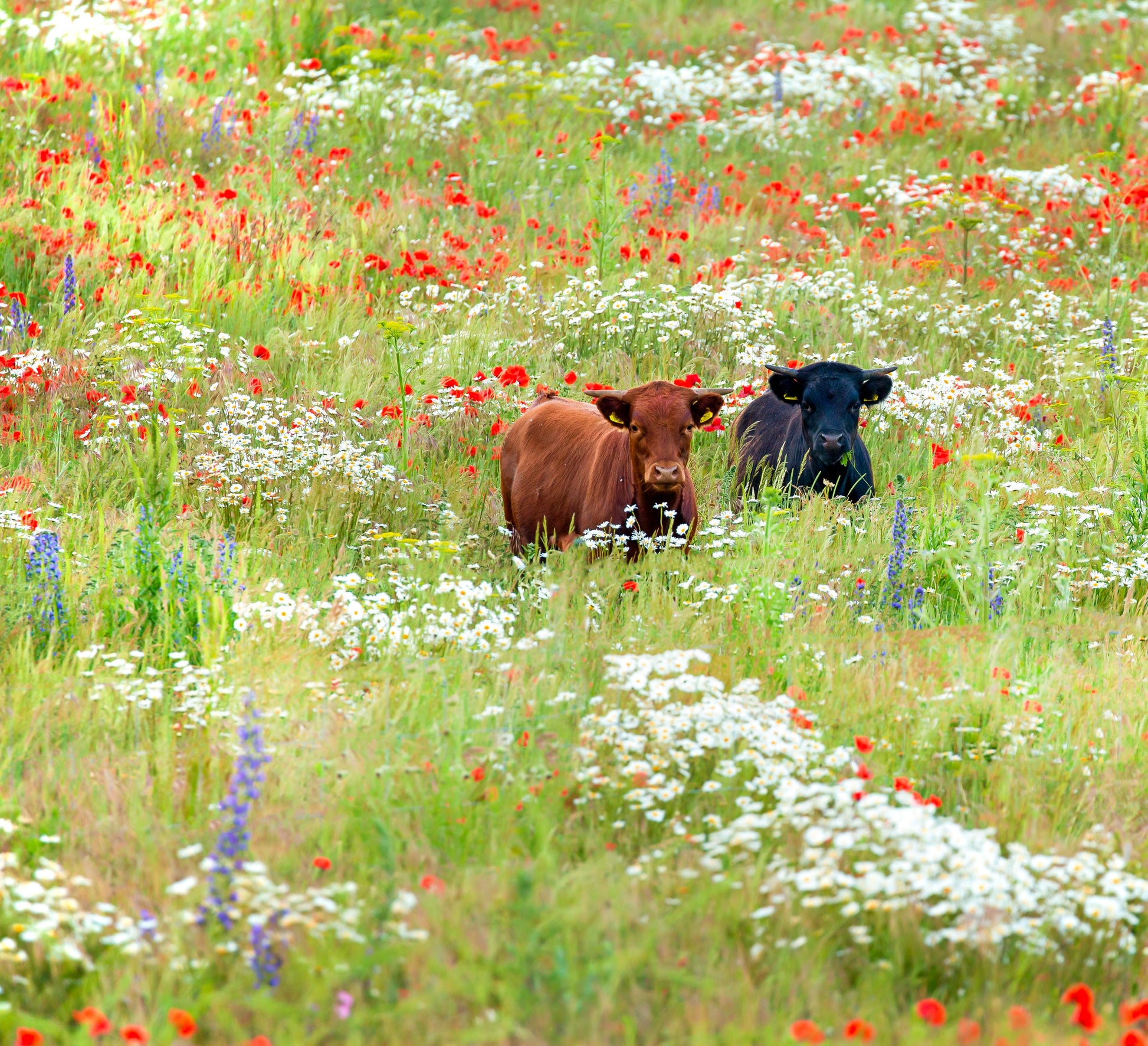 missouri conservation wildflower seeds Midwest Wildflower Seed Mix – Vermont Wildflower Farm