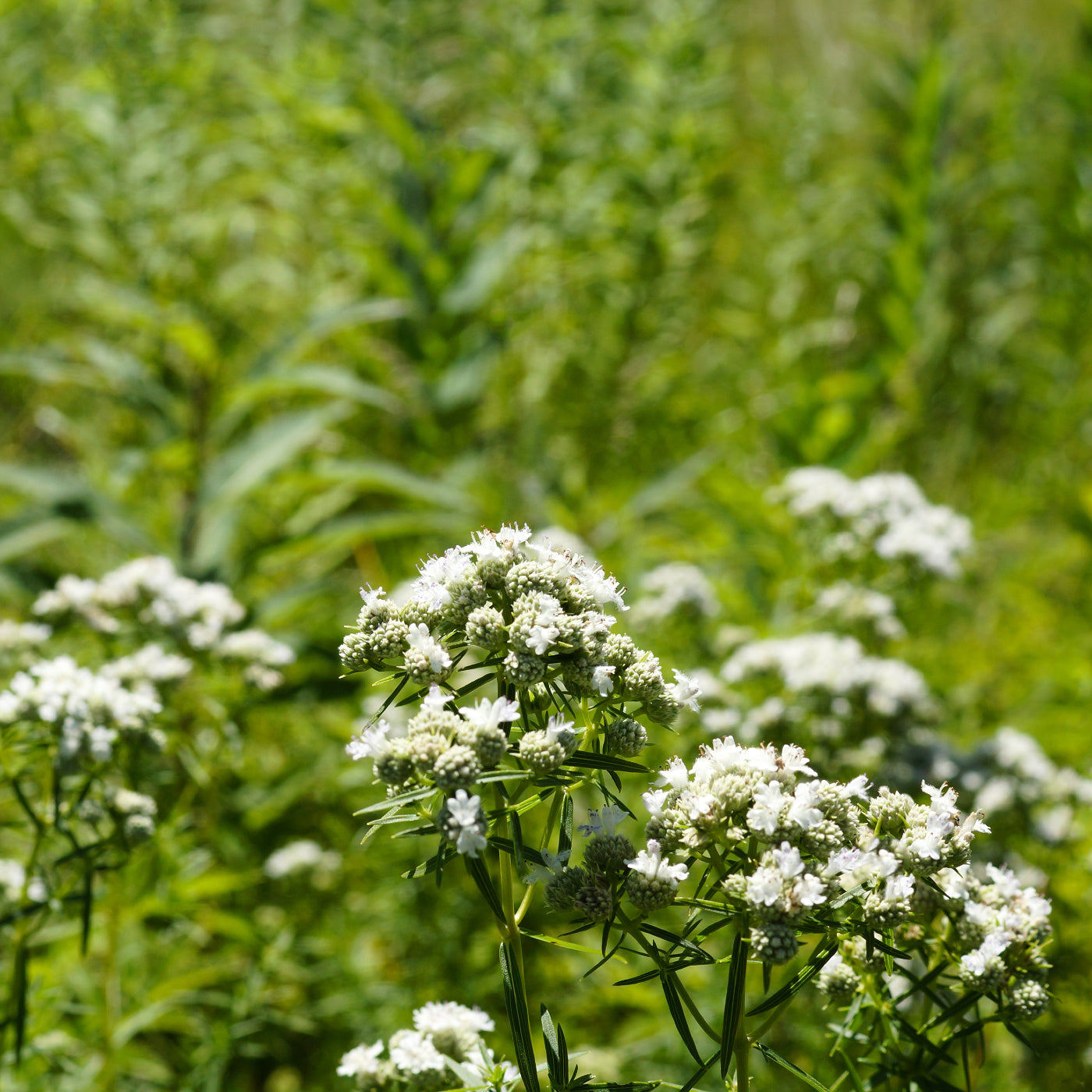 Narrowleaf Mountainmint Seeds (Pycnanthemum tenuifolium)