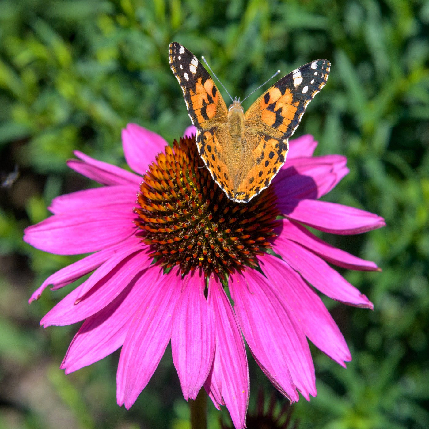 Coneflower Tennessee Seeds (Echinacea angustifolia var. tennesseensis)