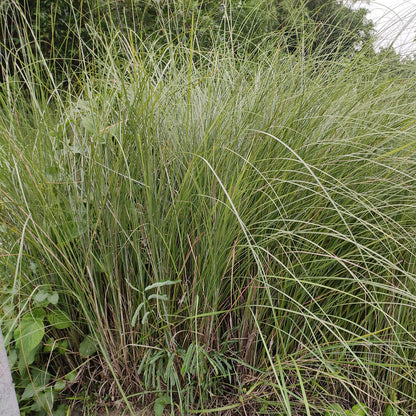 Weeping Lovegrass Seeds (Eragrostis curvula)