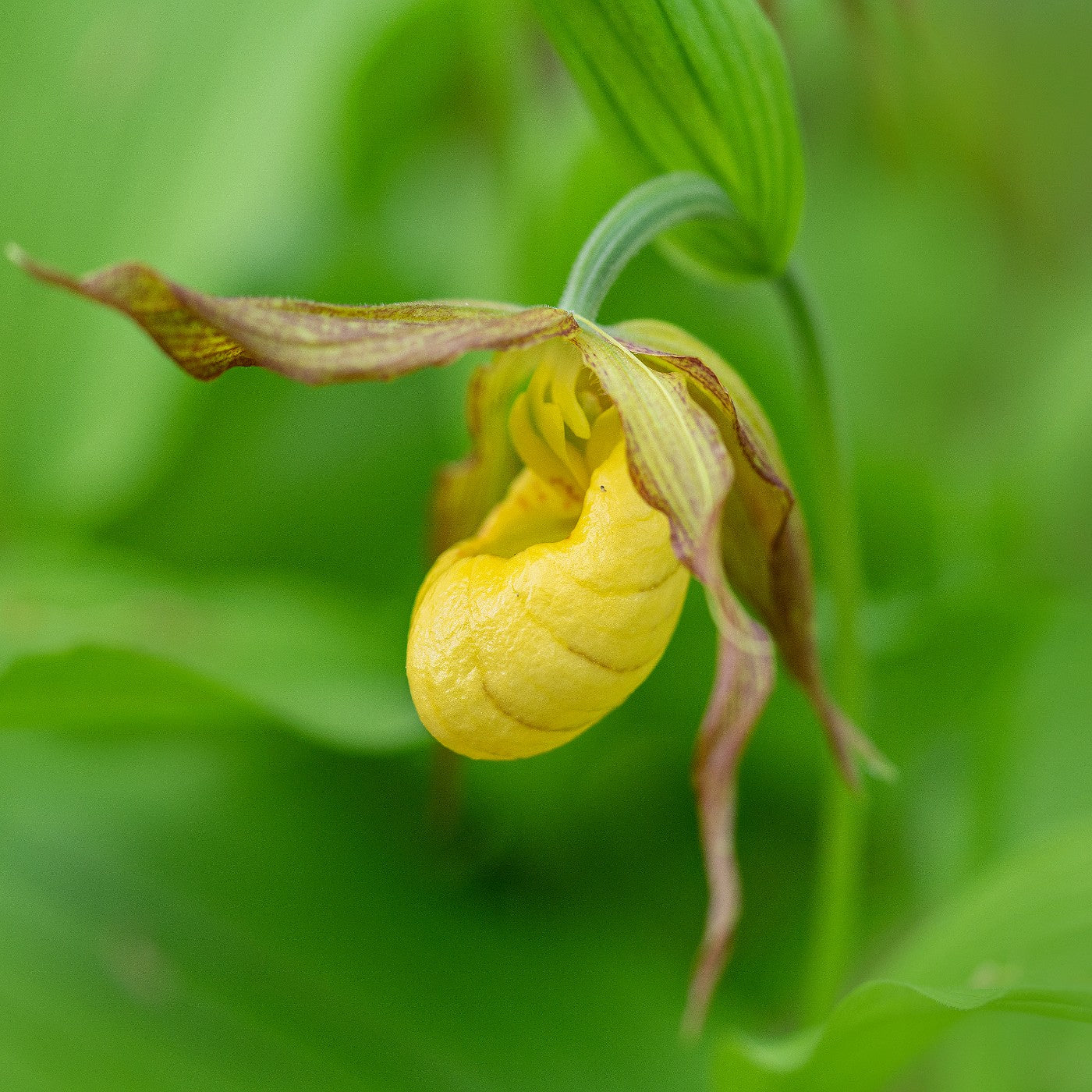 Lady Slipper Plant 'Yellow'