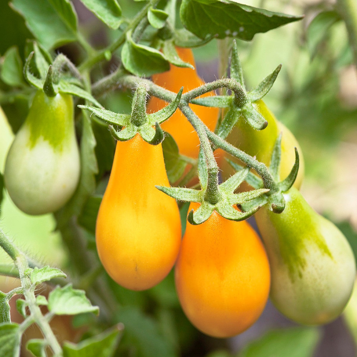 HERITAGE Tomato Yellow Pear Seeds