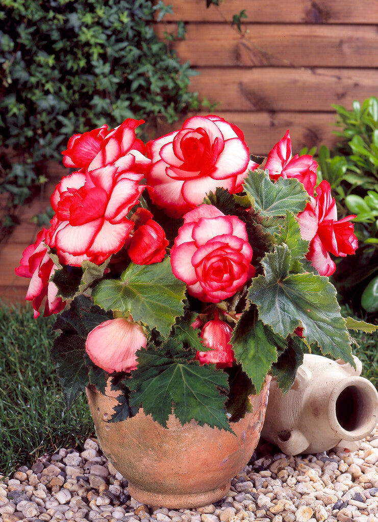 Begonia Double Bouton de Rose