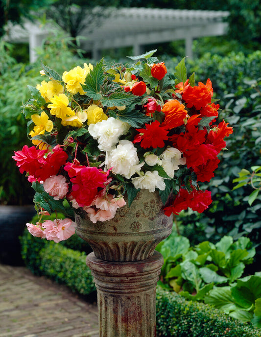Begonia Cascade Pendula Mix