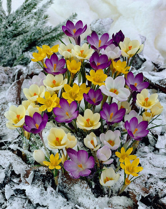 Crocus Specie Mix