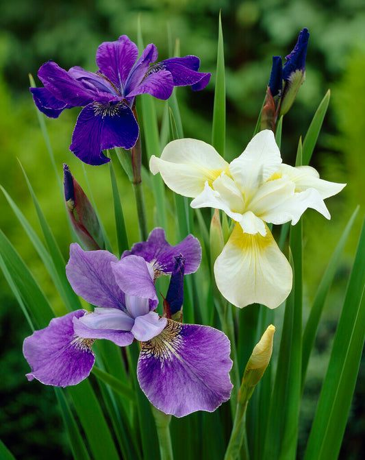 Siberian Iris Mixture