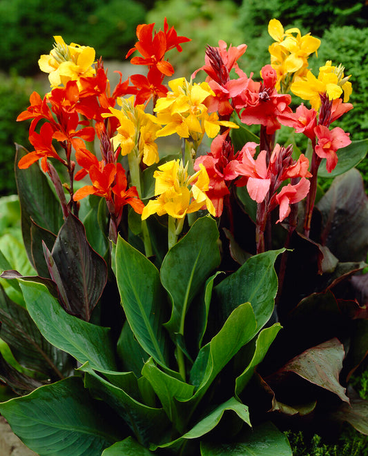 Canna Lily Tall Blend