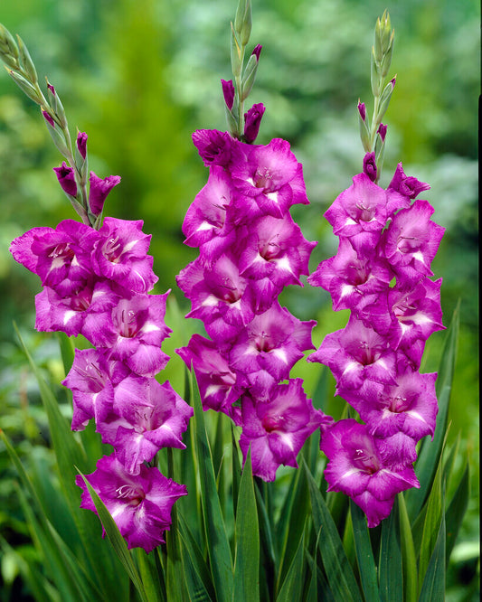 Gladiolus Blue Isle