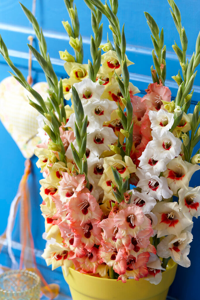 Gladiolus Dazzling Tangerine