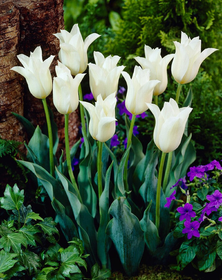 Tulip White Elegance