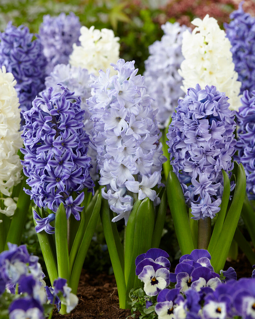Hyacinth Delft Blue Mix