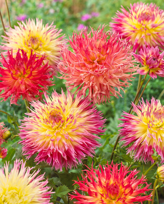 Dahlia Fimbriata Frilly Blend