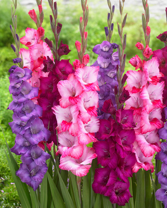 Gladiolus Purple Blend