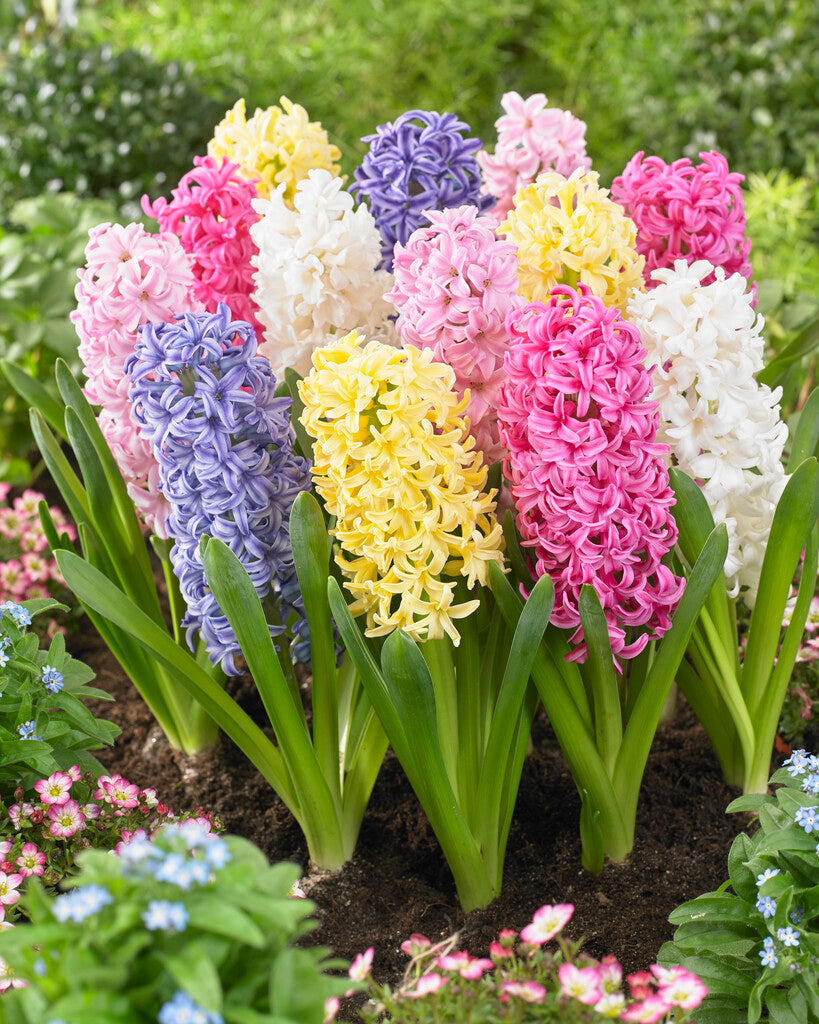 Hyacinth Easter Joy Mix