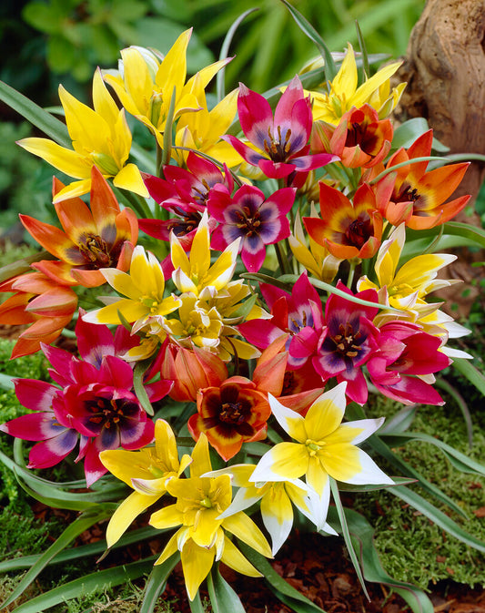 Tulip 'Wildflower Mix'