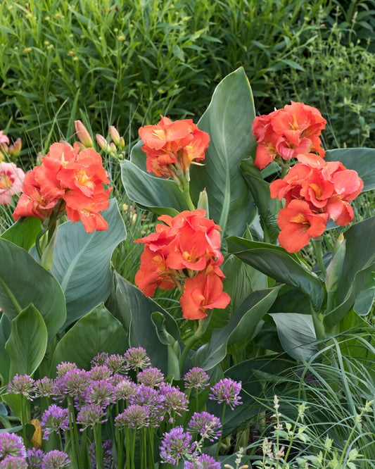Canna Lily Happy Cleo